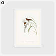 アートポストカード-Chestnut-breasted Finch
 - ジョン グールド Postcard.