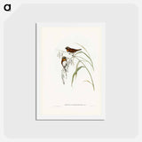 アートポストカード-Chestnut-breasted Finch
 - ジョン グールド Postcard.