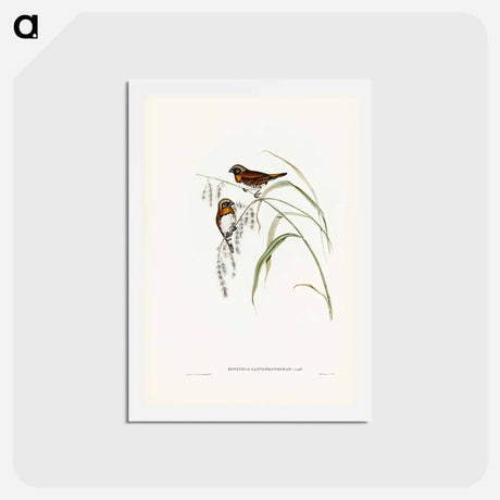 アートポストカード-Chestnut-breasted Finch
 - ジョン グールド Postcard.