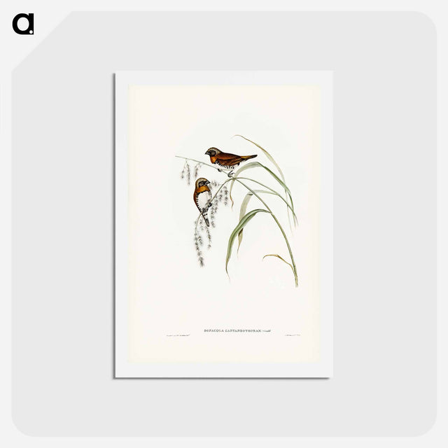 アートポストカード-Chestnut-breasted Finch
 - ジョン グールド Postcard.