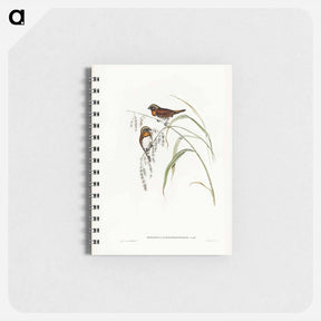 アートメモ帳-Chestnut-breasted Finch
 - ジョン グールド Memo.