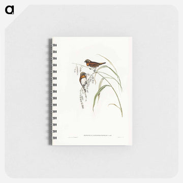 Chestnut-breasted Finch
 - ジョン グールド Memo.