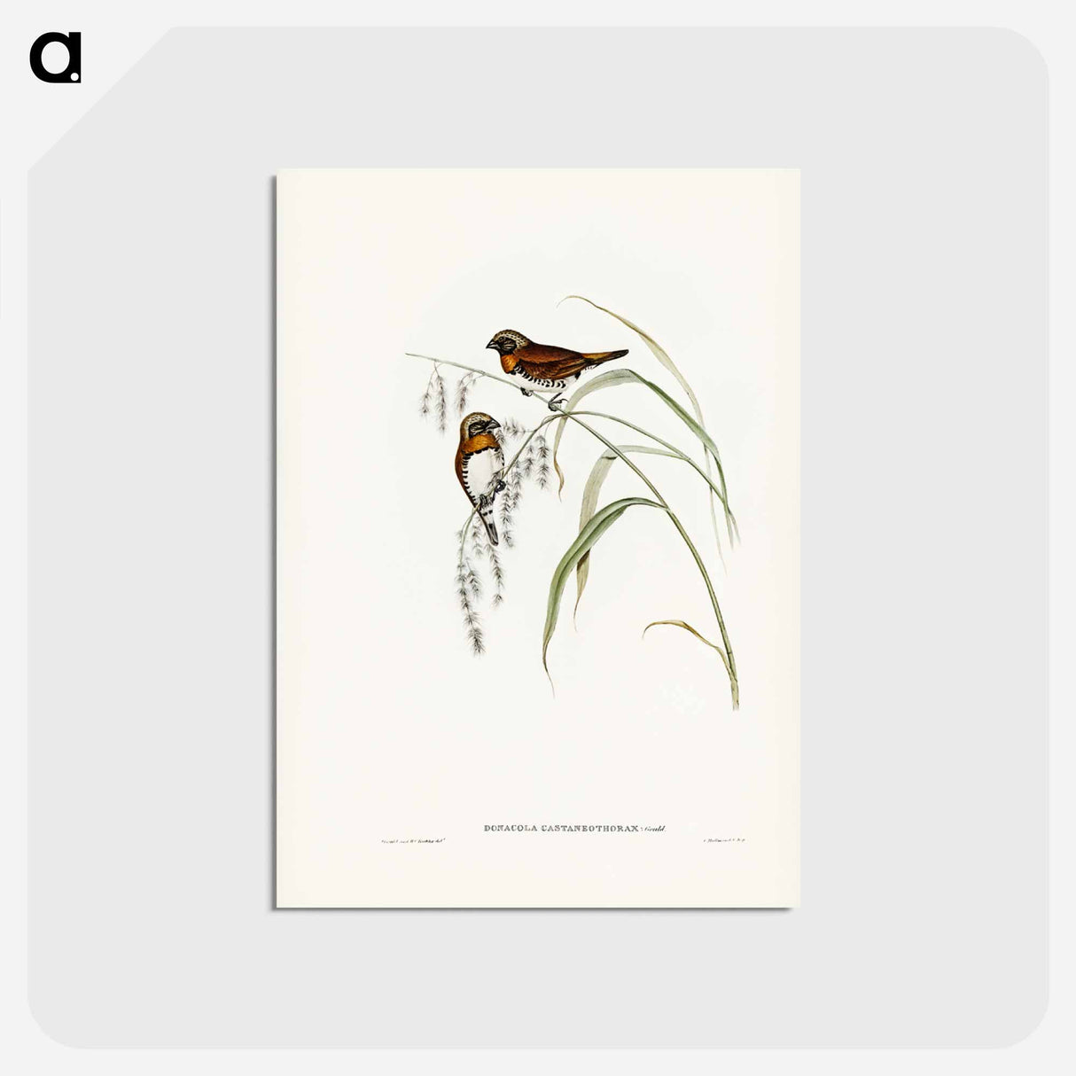 アートポストカード-Chestnut-breasted Finch
 - ジョン グールド Postcard.