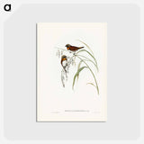アートポストカード-Chestnut-breasted Finch
 - ジョン グールド Postcard.