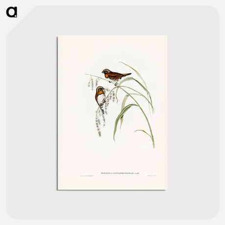 アートポストカード-Chestnut-breasted Finch
 - ジョン グールド Postcard.