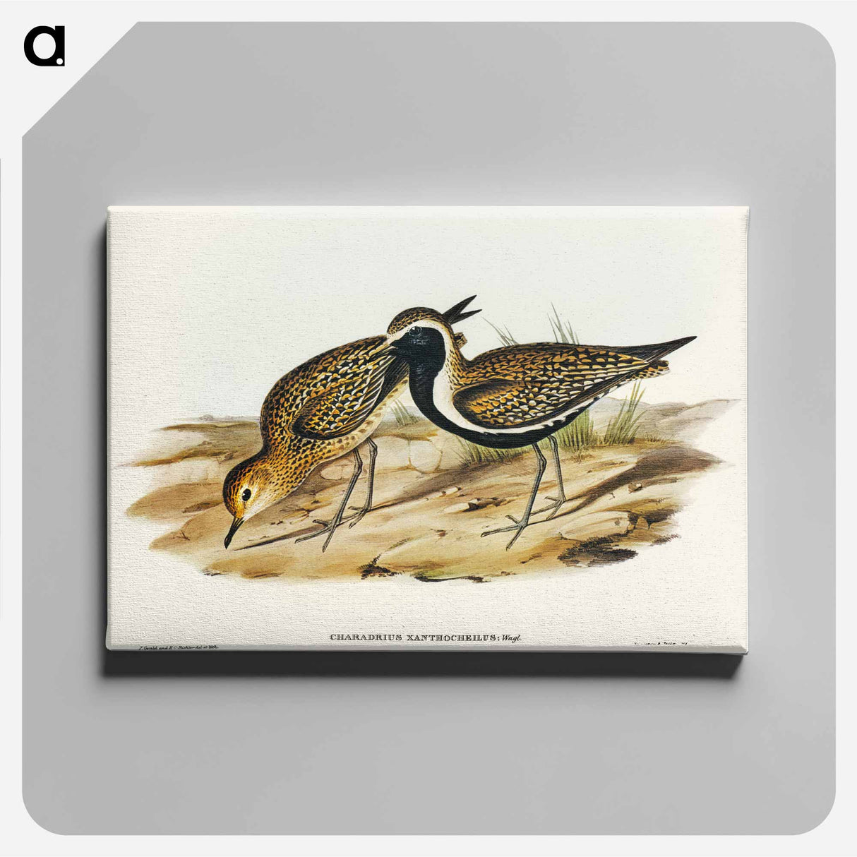 Australian Golden Plover
 - オーストラリアの鳥 Canvas.