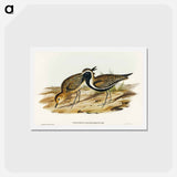 アートポストカード-Australian Golden Plover
 - オーストラリアの鳥 Postcard.