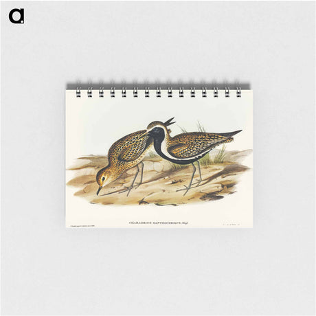 アートメモ帳-Australian Golden Plover
 - オーストラリアの鳥 Memo.