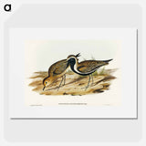 Australian Golden Plover
 - オーストラリアの鳥 Poster.