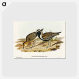 アートポストカード-Australian Golden Plover
 - オーストラリアの鳥 Postcard.
