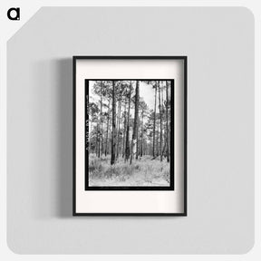 アートポスター-Turpentine trees in northern Florida - ドロテア ラング Poster.
