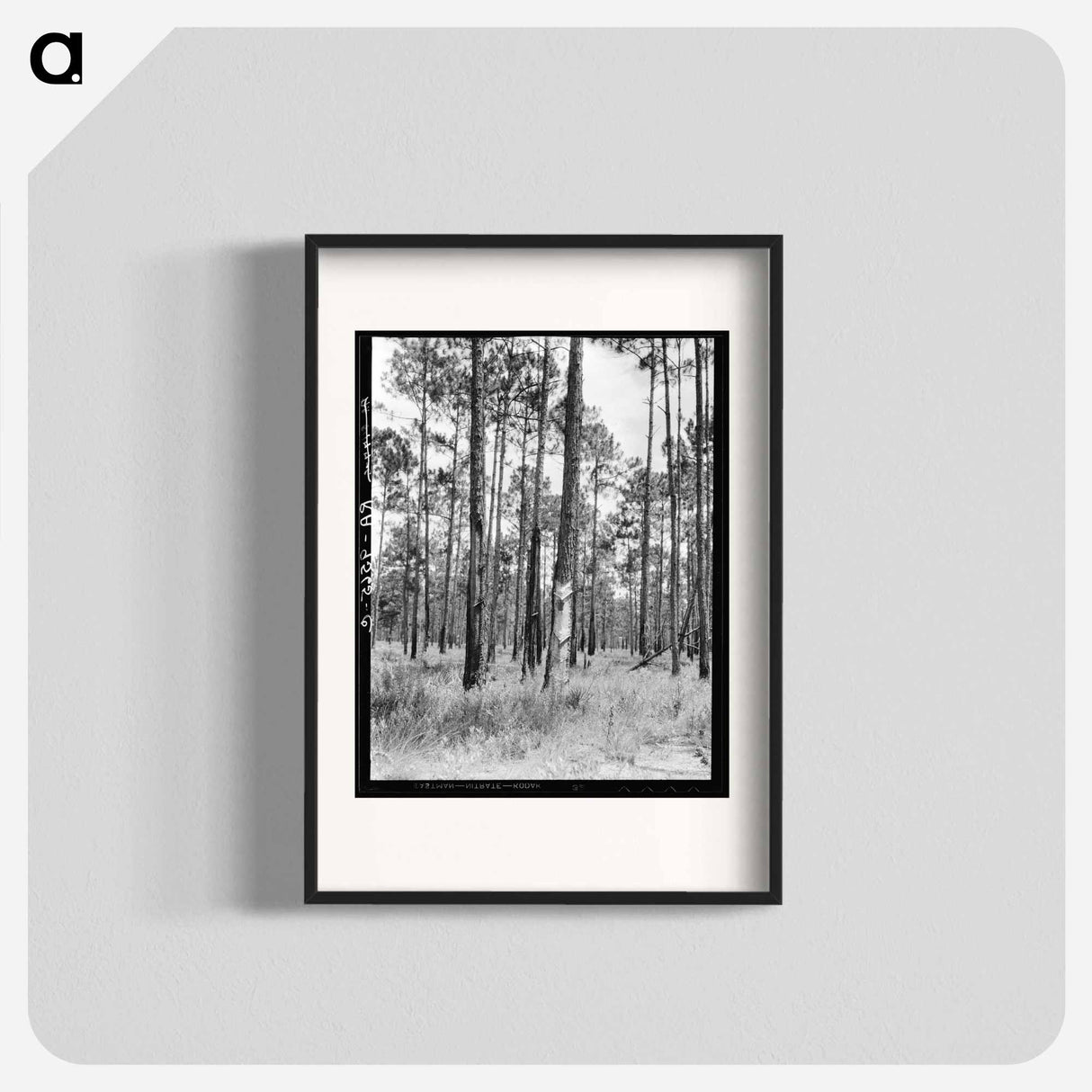 Turpentine trees in northern Florida - Dorothea Lange Poster.