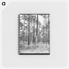 アートメモ帳-Turpentine trees in northern Florida - ドロテア ラング Memo.