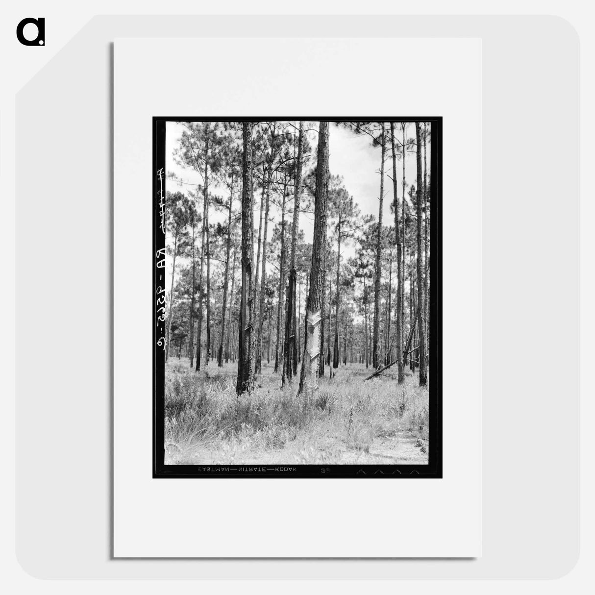 Turpentine trees in northern Florida - Dorothea Lange Poster.