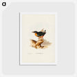 アートポストカード-Vigors Pitta
 - ジョン グールド Postcard.