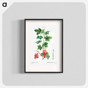 アートポスター-Redcurrant - ピエール ジョゼフ ルドゥーテ Poster.