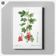 7-71_Pierre-Joseph-Redoute_canvas