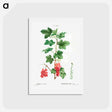 アートポストカード-Redcurrant - ピエール ジョゼフ ルドゥーテ Postcard.