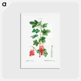 アートポストカード-Redcurrant - ピエール ジョゼフ ルドゥーテ Postcard.