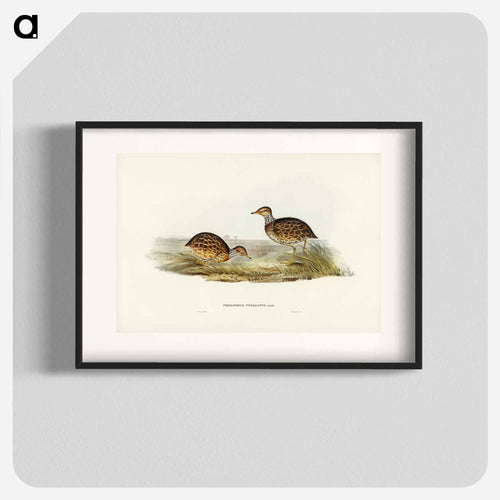 Collared Plain Wanderer
 - オーストラリアの鳥 Poster.