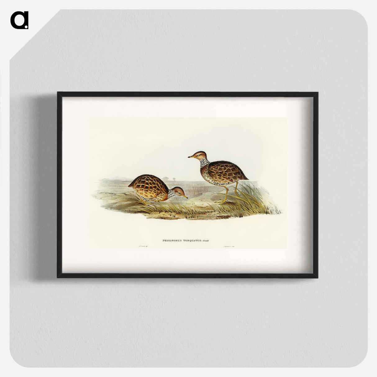 Collared Plain Wanderer
 - オーストラリアの鳥 Poster.