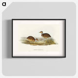 Collared Plain Wanderer
 - オーストラリアの鳥 Poster.