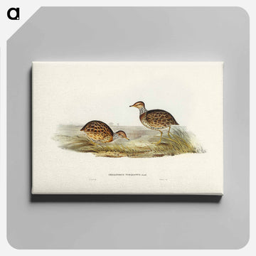 Collared Plain Wanderer
 - オーストラリアの鳥 Canvas.