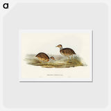 アートポストカード-Collared Plain Wanderer
 - オーストラリアの鳥 Postcard.