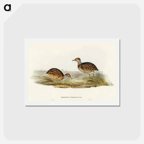 アートポストカード-Collared Plain Wanderer
 - オーストラリアの鳥 Postcard.