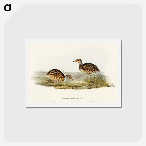 Collared Plain Wanderer
- オーストラリアの鳥 Postcard.