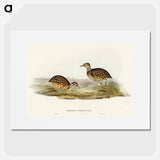 Collared Plain Wanderer
 - オーストラリアの鳥 Poster.