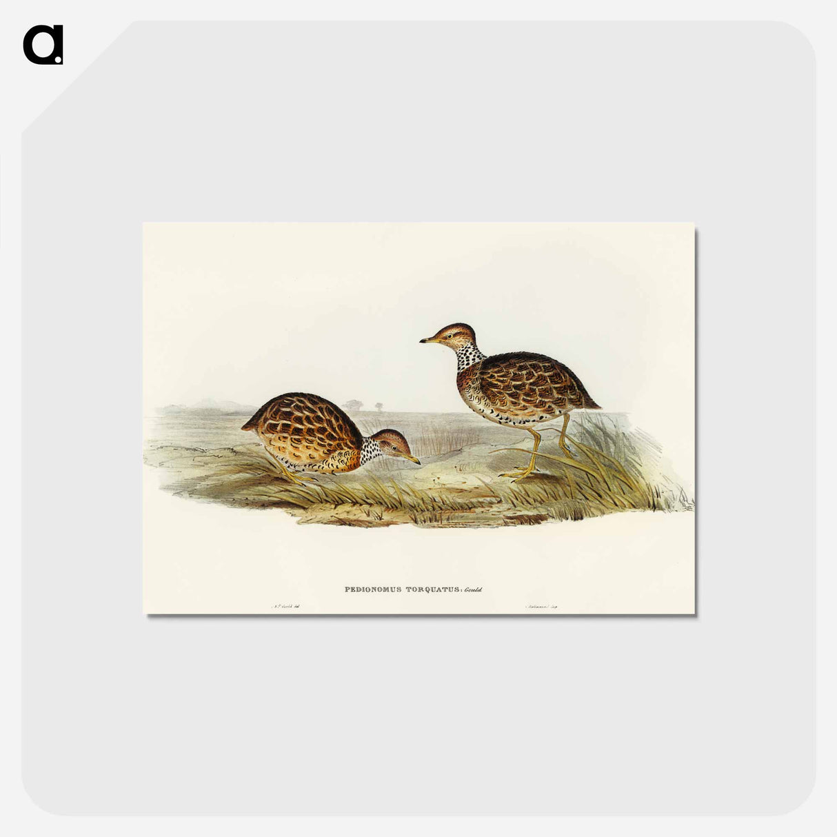 アートポストカード-Collared Plain Wanderer
 - オーストラリアの鳥 Postcard.