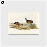 アートポストカード-Collared Plain Wanderer
 - オーストラリアの鳥 Postcard.