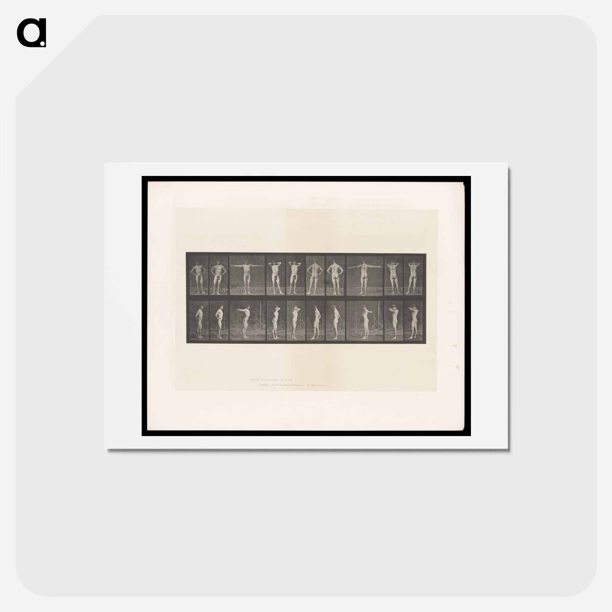 アートポストカード-Stretching Figure
 - エドワード マイブリッジ Postcard.