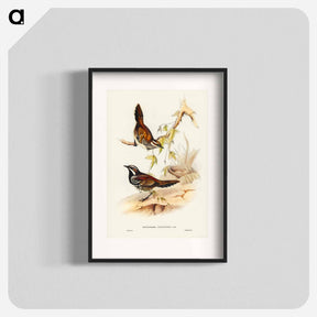 アートポスター-Chestnut-backed Ground Thrush
 - ジョン グールド Poster.