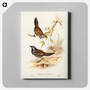 アートパネル-Chestnut-backed Ground Thrush
 - ジョン グールド Canvas.