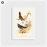 アートポストカード-Chestnut-backed Ground Thrush
 - ジョン グールド Postcard.