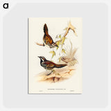 アートポストカード-Chestnut-backed Ground Thrush
 - ジョン グールド Postcard.