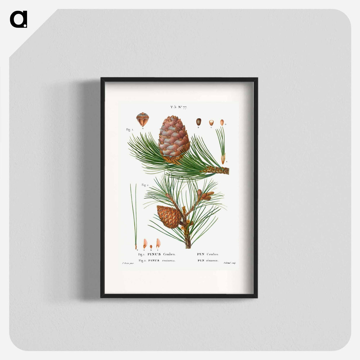 Swiss pine, Pinus cembra and Red pine, Pinus resinosa - Pierre-Joseph Redouté Poster.