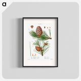 Swiss pine, Pinus cembra and Red pine, Pinus resinosa - Pierre-Joseph Redouté Poster.