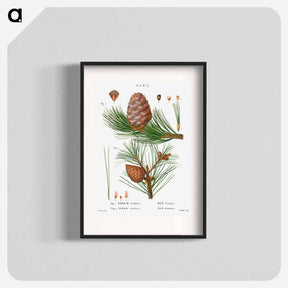 アートポスター-Swiss pine, Pinus cembra and Red pine, Pinus resinosa - ピエール ジョゼフ ルドゥーテ Poster.