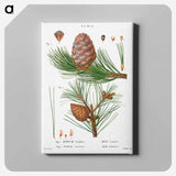 Swiss pine, Pinus cembra and Red pine, Pinus resinosa - ピエール ジョゼフ ルドゥーテ Canvas.