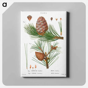 アートパネル-Swiss pine, Pinus cembra and Red pine, Pinus resinosa - ピエール ジョゼフ ルドゥーテ Canvas.