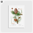 アートポストカード-Swiss pine, Pinus cembra and Red pine, Pinus resinosa - ピエール ジョゼフ ルドゥーテ Postcard.