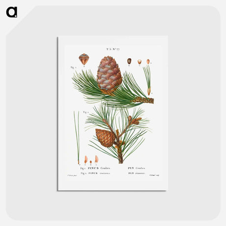 アートポストカード-Swiss pine, Pinus cembra and Red pine, Pinus resinosa - ピエール ジョゼフ ルドゥーテ Postcard.