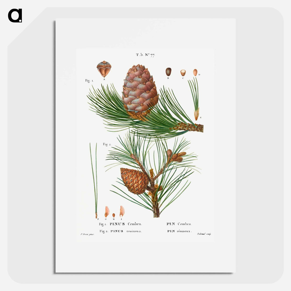 Swiss pine, Pinus cembra and Red pine, Pinus resinosa - Pierre-Joseph Redouté Poster.