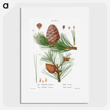 Swiss pine, Pinus cembra and Red pine, Pinus resinosa - Pierre-Joseph Redouté Poster.