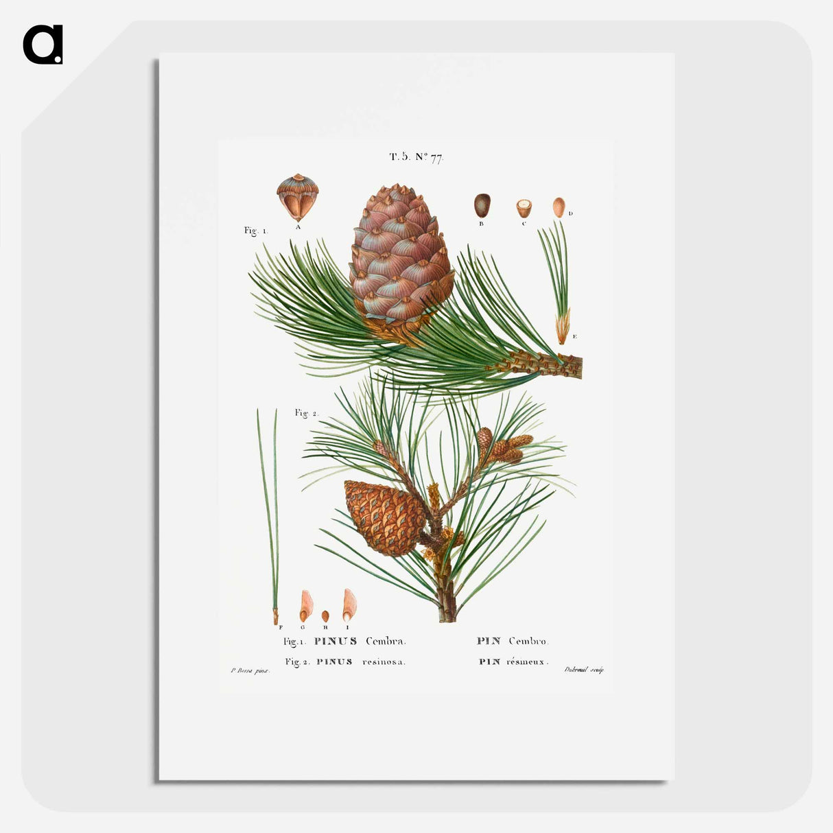 Swiss pine, Pinus cembra and Red pine, Pinus resinosa - ピエール ジョゼフ ルドゥーテ Poster.