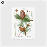 アートポストカード-Swiss pine, Pinus cembra and Red pine, Pinus resinosa - ピエール ジョゼフ ルドゥーテ Postcard.