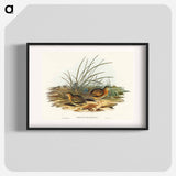 Black-backed Hemipode
 - オーストラリアの鳥 Poster.